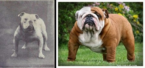 The Impact of Unethical Breeding on Bulldog Health