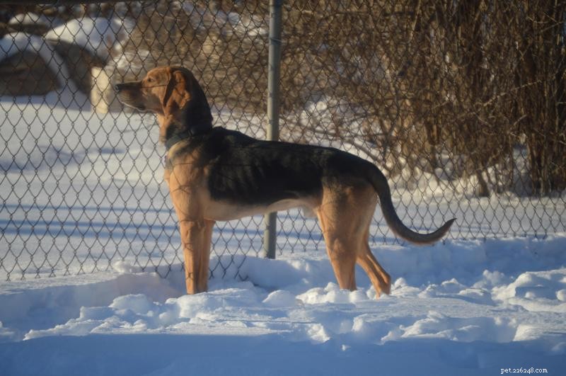 Cooper, a Sweet 3-Year-Old Dog, Seeks a Forever Home in Michigan