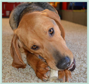 Cooper, a Sweet 3-Year-Old Dog, Seeks a Forever Home in Michigan