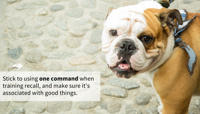 Boost Your Dog’s Recall: 13 Proven, Simple Steps