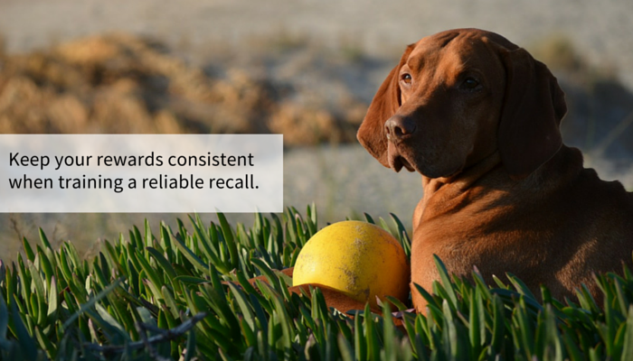 Boost Your Dog’s Recall: 13 Proven, Simple Steps