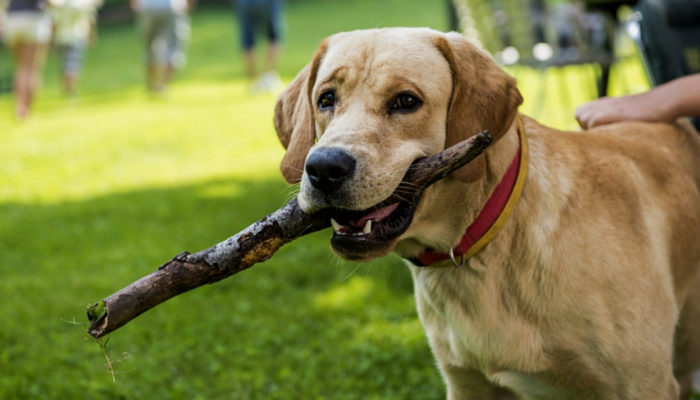 Boost Your Dog’s Recall: 13 Proven, Simple Steps