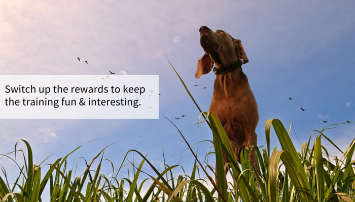 Boost Your Dog’s Recall: 13 Proven, Simple Steps