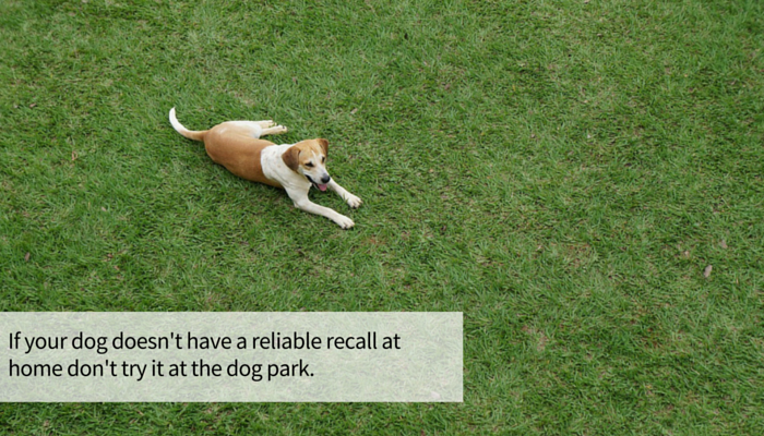 Boost Your Dog’s Recall: 13 Proven, Simple Steps