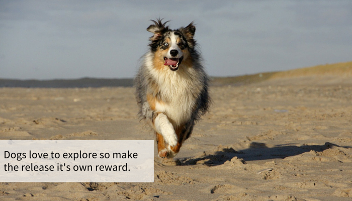 Boost Your Dog’s Recall: 13 Proven, Simple Steps