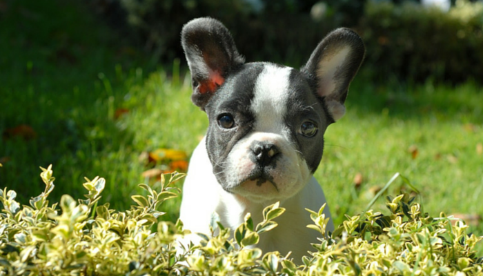 Boost Your Dog’s Recall: 13 Proven, Simple Steps
