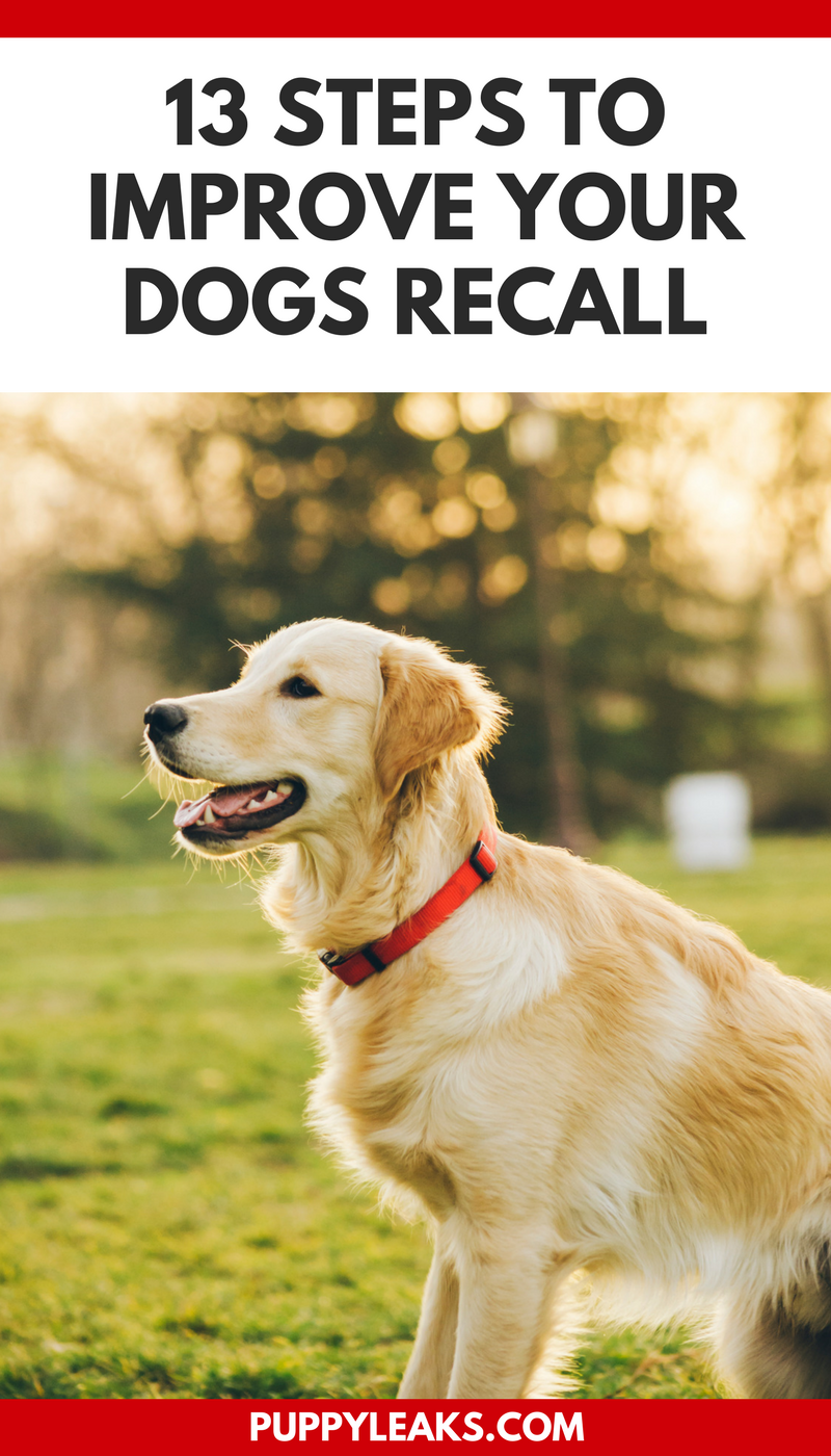Boost Your Dog’s Recall: 13 Proven, Simple Steps