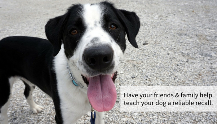 Boost Your Dog’s Recall: 13 Proven, Simple Steps