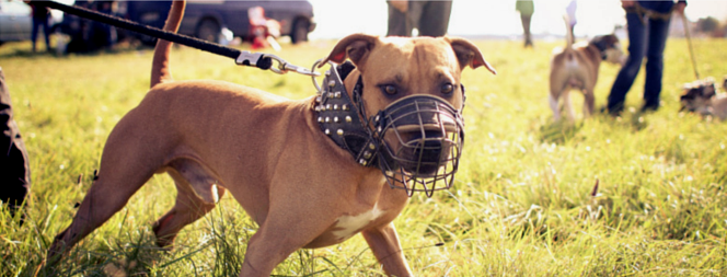 Lure Coursing 101: A Complete Beginner’s Guide for Dogs and Owners