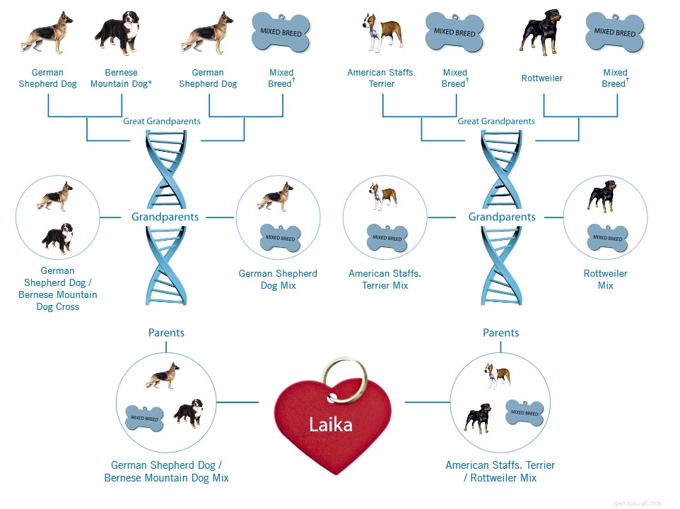 Laika s DNA Test Results Reveal Surprising Heritage
