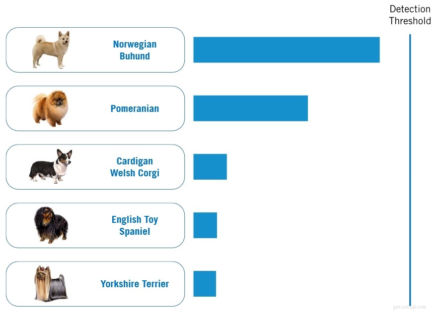 Laika s DNA Test Results Reveal Surprising Heritage