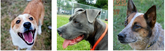Meet Miles, the Sweet 10-Year-Old Lab Who Found His Forever Home