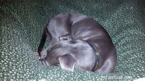Meet Miles, the Sweet 10-Year-Old Lab Who Found His Forever Home