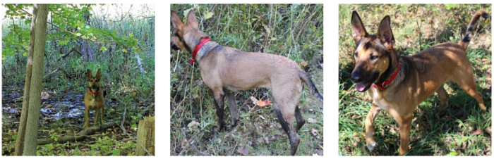 Exploring New Trails During Dog Walking Week: Adventures, Challenges, and Unexpected Encounters