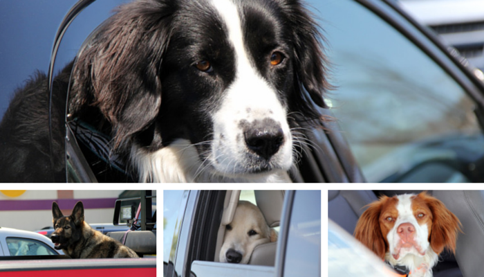 Are Dogs Comfortable Waiting in Cars? Expert Insights for Pet Owners