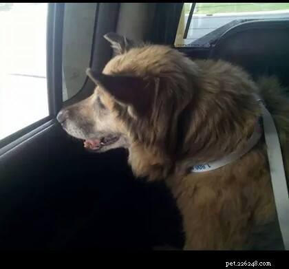 Chyna – Beautiful Female Terrier Mix Seeking Loving Forever Home