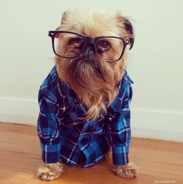 30 Stunning Dog Costumes for a Safe & Stylish Halloween