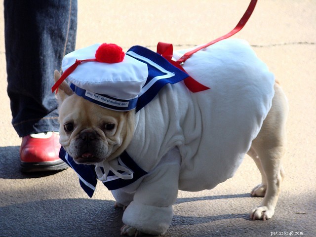 30 Stunning Dog Costumes for a Safe & Stylish Halloween