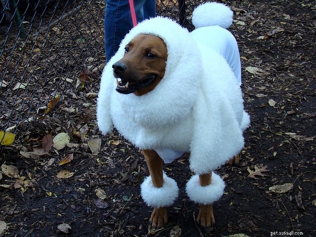 30 Stunning Dog Costumes for a Safe & Stylish Halloween