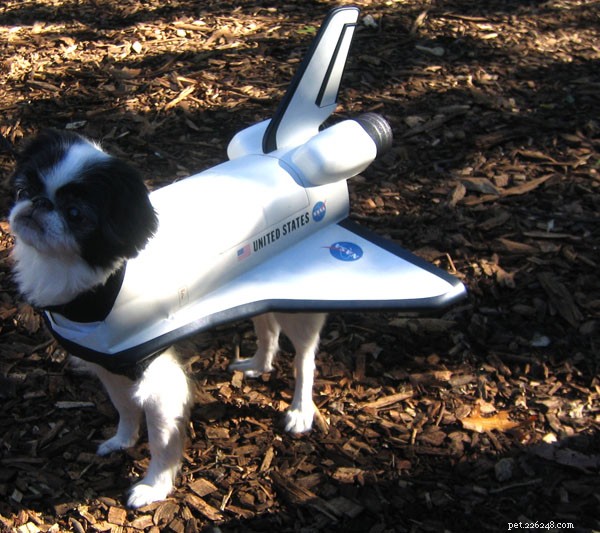 30 Stunning Dog Costumes for a Safe & Stylish Halloween