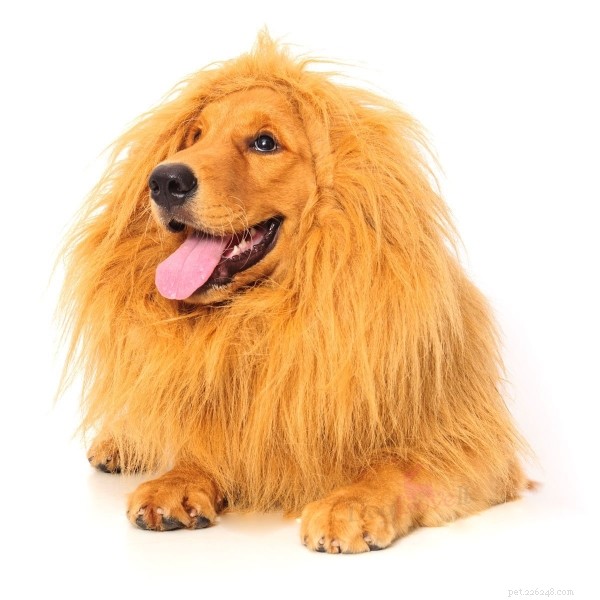 30 Stunning Dog Costumes for a Safe & Stylish Halloween