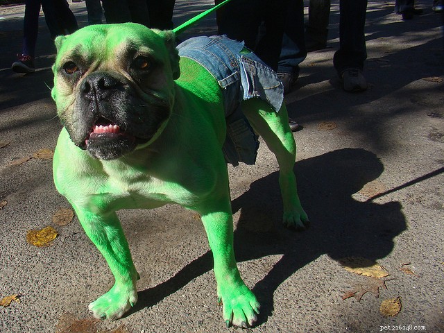 30 Stunning Dog Costumes for a Safe & Stylish Halloween