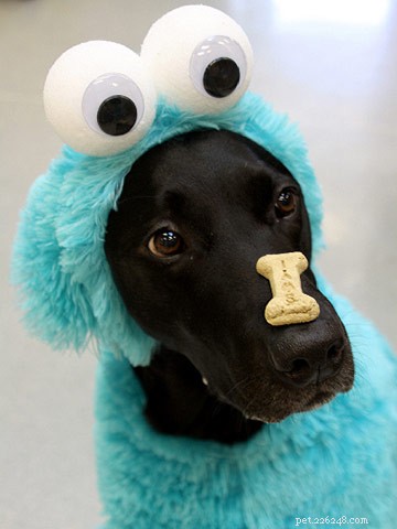 30 Stunning Dog Costumes for a Safe & Stylish Halloween