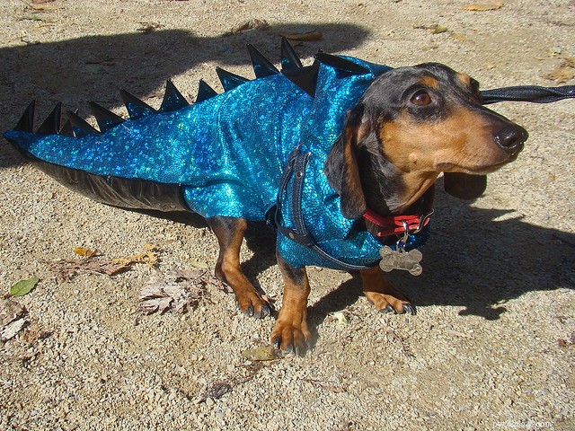 30 Stunning Dog Costumes for a Safe & Stylish Halloween