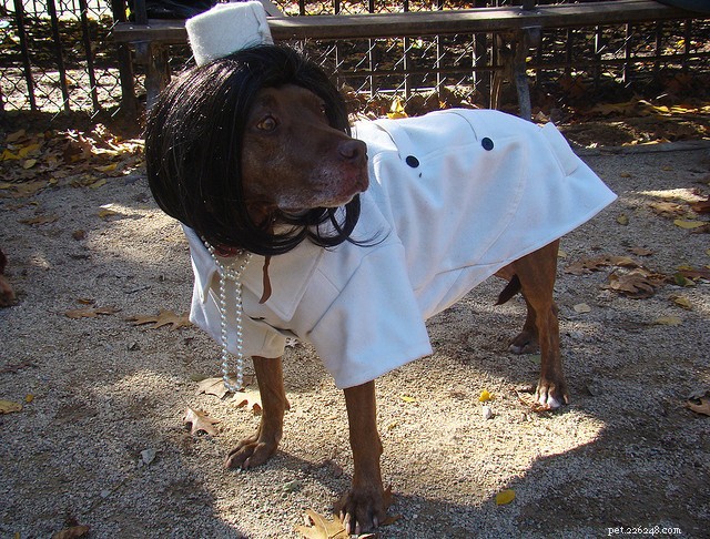 30 Stunning Dog Costumes for a Safe & Stylish Halloween