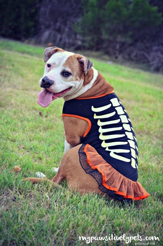 30 Stunning Dog Costumes for a Safe & Stylish Halloween