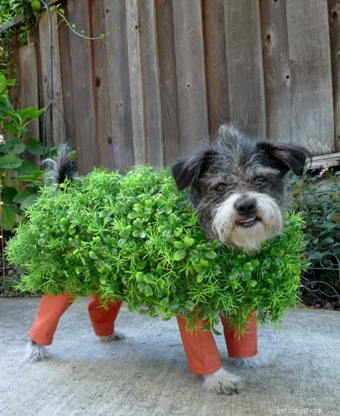 30 Stunning Dog Costumes for a Safe & Stylish Halloween
