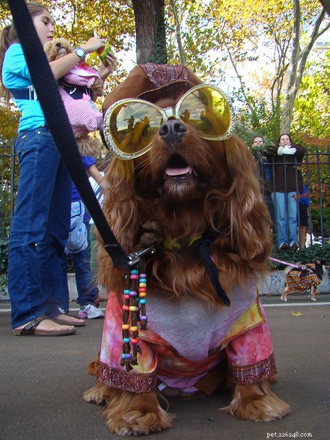 30 Stunning Dog Costumes for a Safe & Stylish Halloween