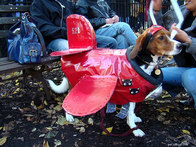 30 Stunning Dog Costumes for a Safe & Stylish Halloween