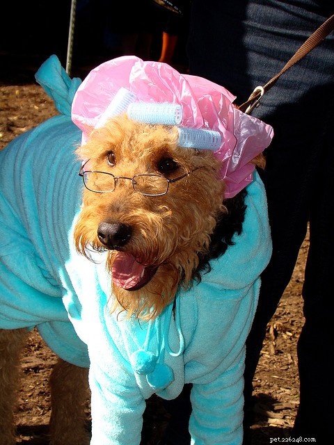 30 Stunning Dog Costumes for a Safe & Stylish Halloween
