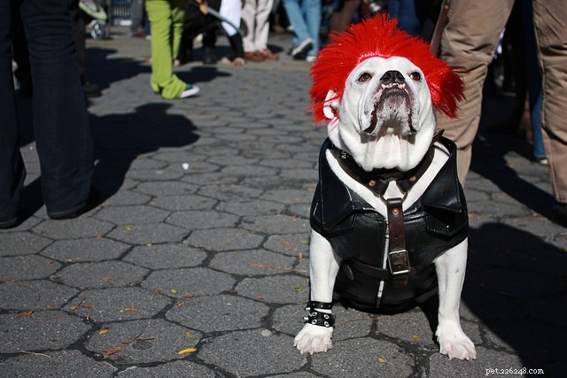 30 Stunning Dog Costumes for a Safe & Stylish Halloween