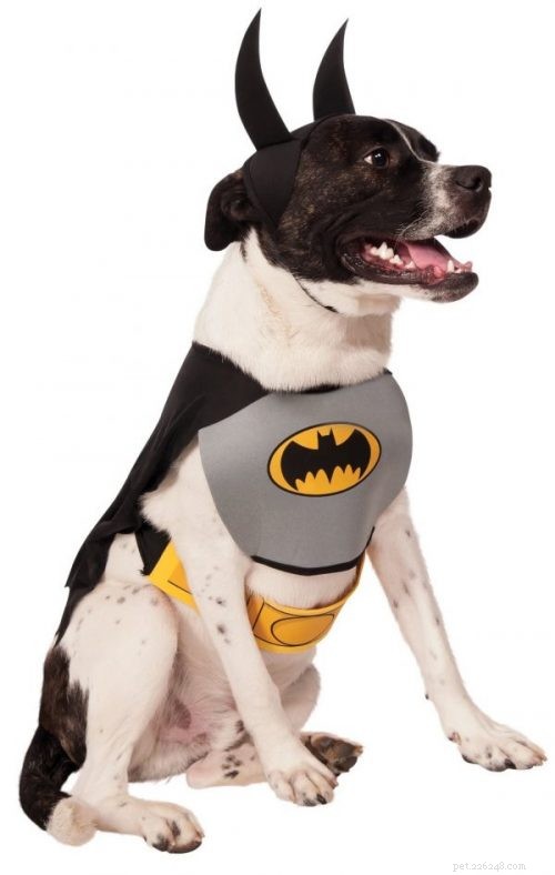 30 Stunning Dog Costumes for a Safe & Stylish Halloween