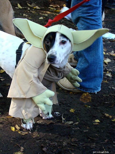 30 Stunning Dog Costumes for a Safe & Stylish Halloween