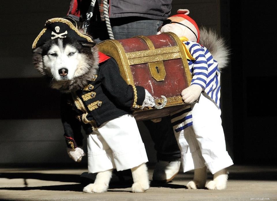 30 Stunning Dog Costumes for a Safe & Stylish Halloween