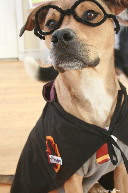 30 Stunning Dog Costumes for a Safe & Stylish Halloween