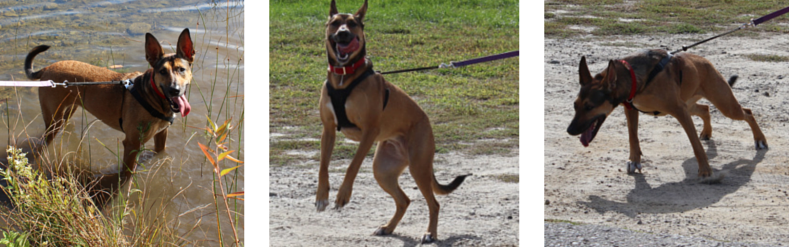 The Wrong Dog Harness Can Make Your Dog Pull – How to Choose the Right One