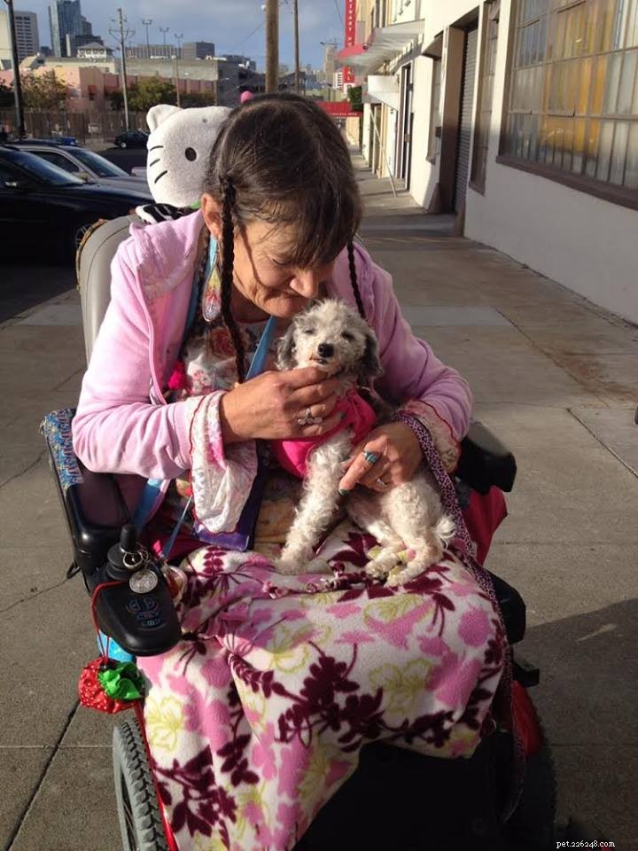 Heartwarming Smiles: Senior Dogs Find New Homes & Joy