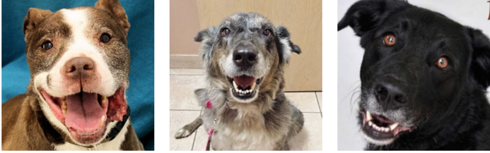Meet Tori: Adopted 8‑Year‑Old Lab Mix Seeking Her Forever Family