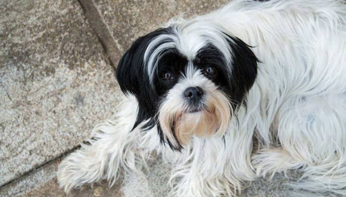 10 Expert Tips to Smoothly Transition Your New Dog into Your Home