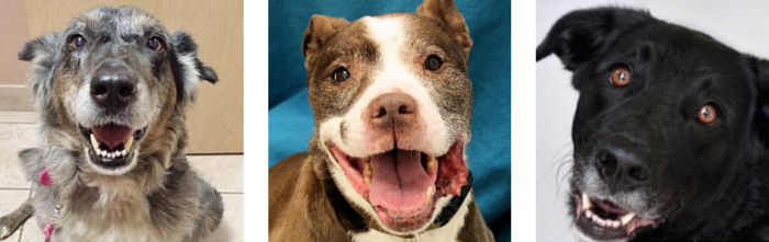 10 Expert Tips to Smoothly Transition Your New Dog into Your Home