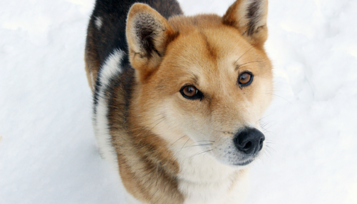 10 Expert Tips to Smoothly Transition Your New Dog into Your Home