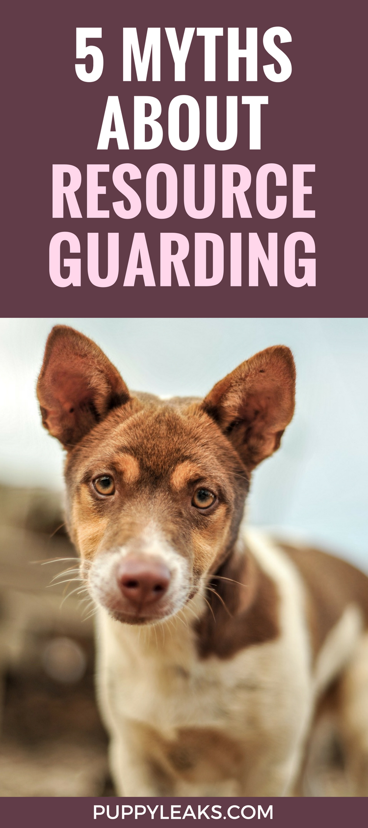Debunking 5 Common Myths About Resource Guarding in Dogs