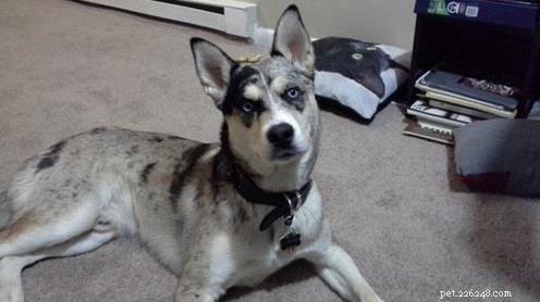 October Wisdom Panel DNA Test Surprises: Unexpected Breed Results Explained