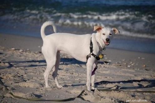 October Wisdom Panel DNA Test Surprises: Unexpected Breed Results Explained