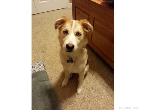 October Wisdom Panel DNA Test Surprises: Unexpected Breed Results Explained