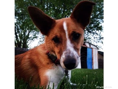 October Wisdom Panel DNA Test Surprises: Unexpected Breed Results Explained